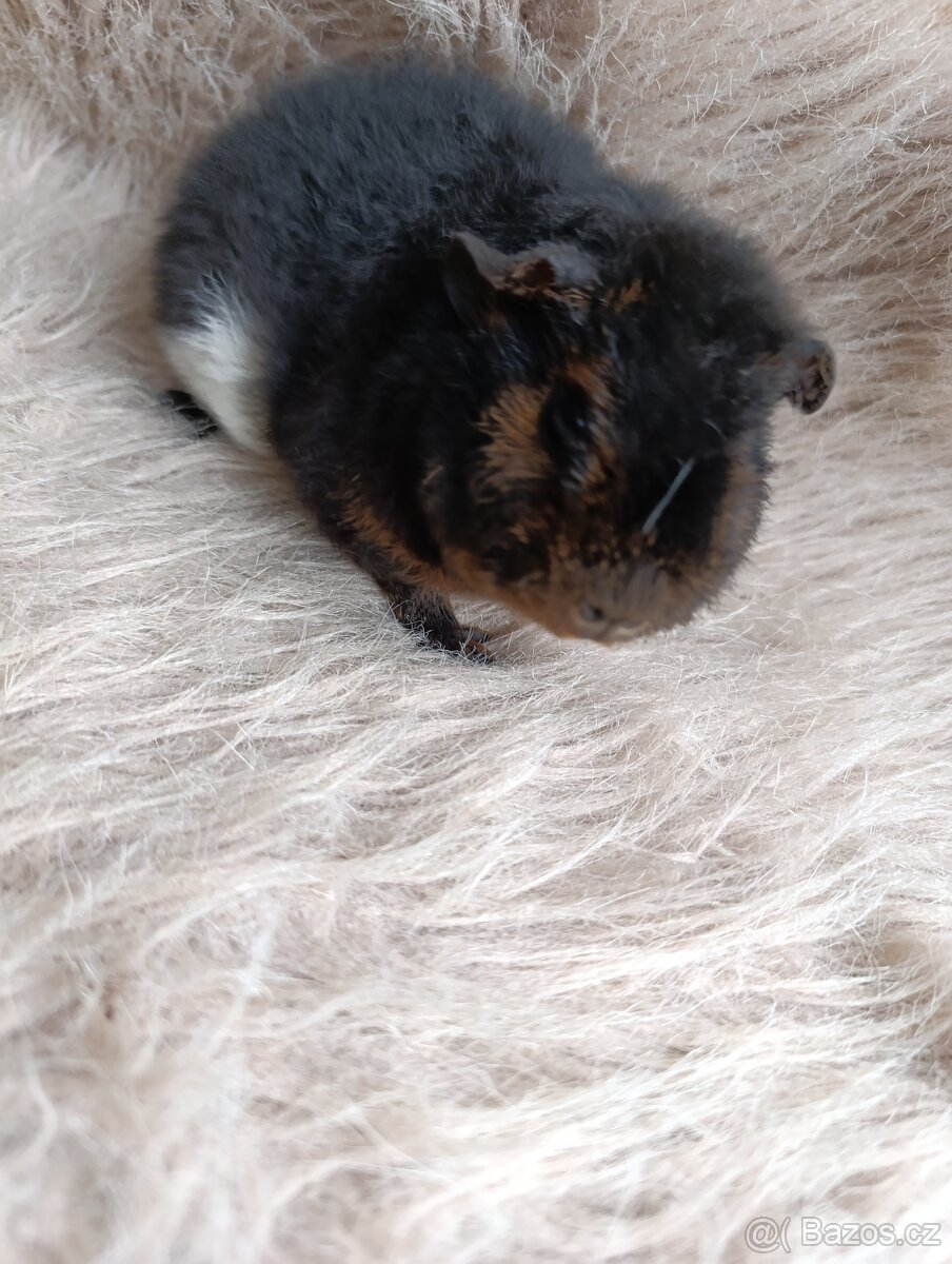 Morče US Teddy / samička / morčátko - 8