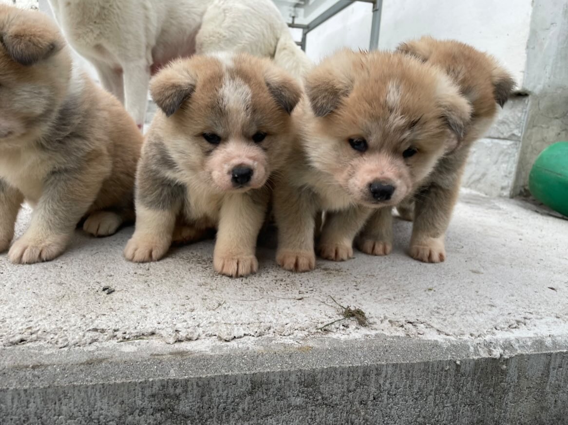 Šteňátka Akita Inu - 8