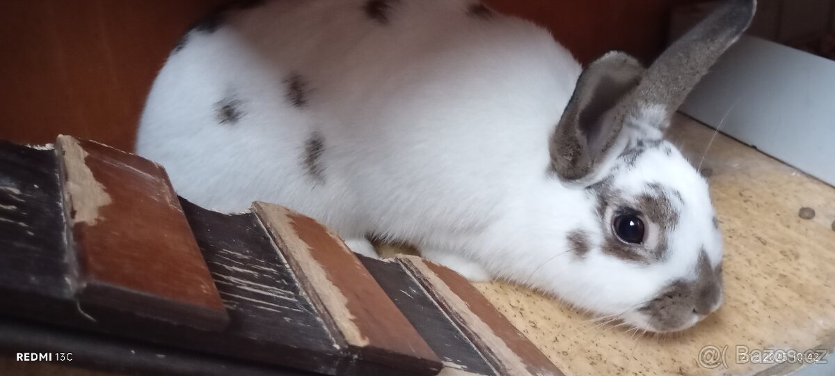 2 zakrslí králíčci s klecí - 8