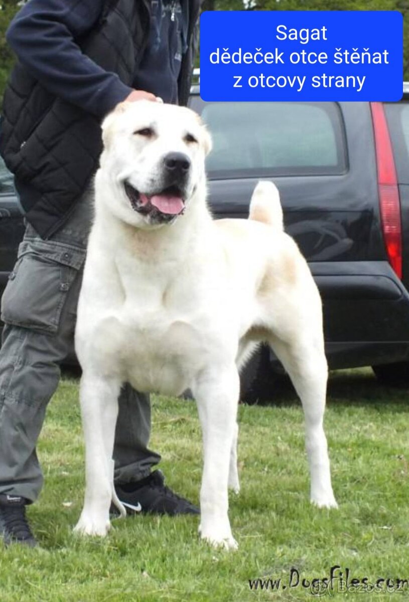 SAO-Středoasijský pastevecký pes-štěňata - 8