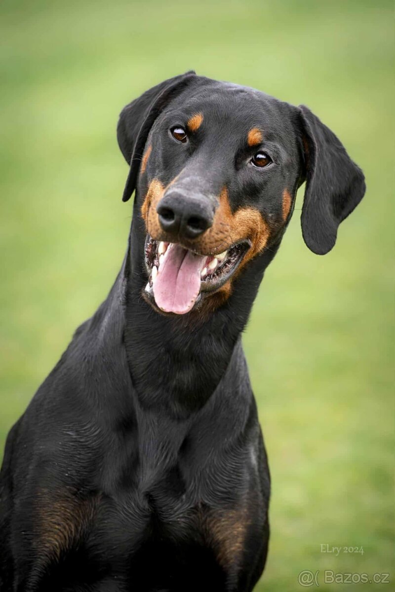 Dobrman - kvalitní štěňata s PP - 8