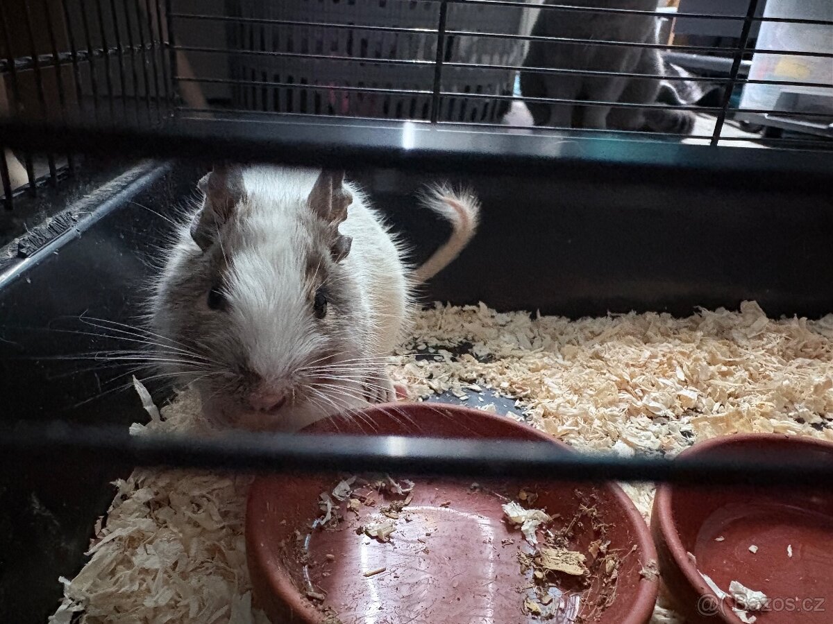 Osmák degu - 8