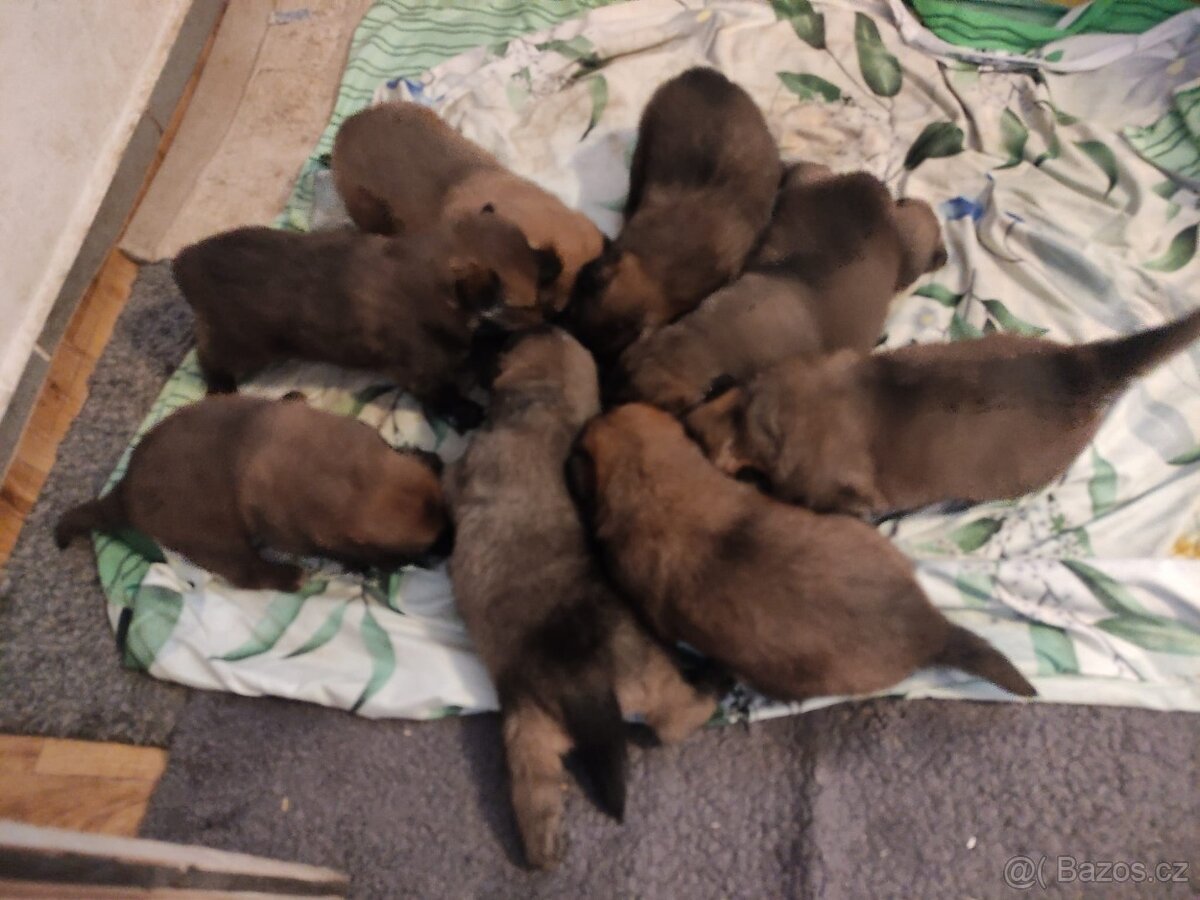 Nabízíme krásná štěňata - 8