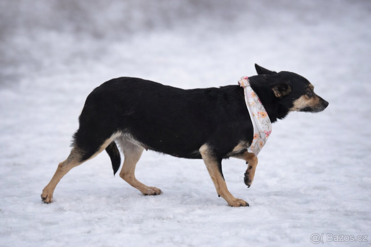 Timea hledá domov - 8