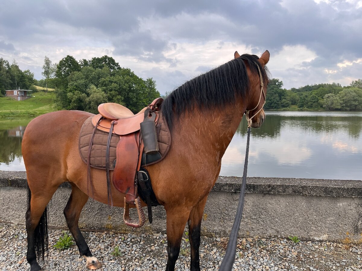 Trailové sedlo Equiflex - 8