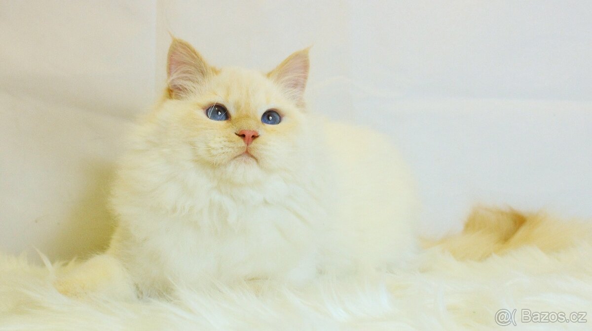 Sibiřská kočka - Neva Masqerade - 8