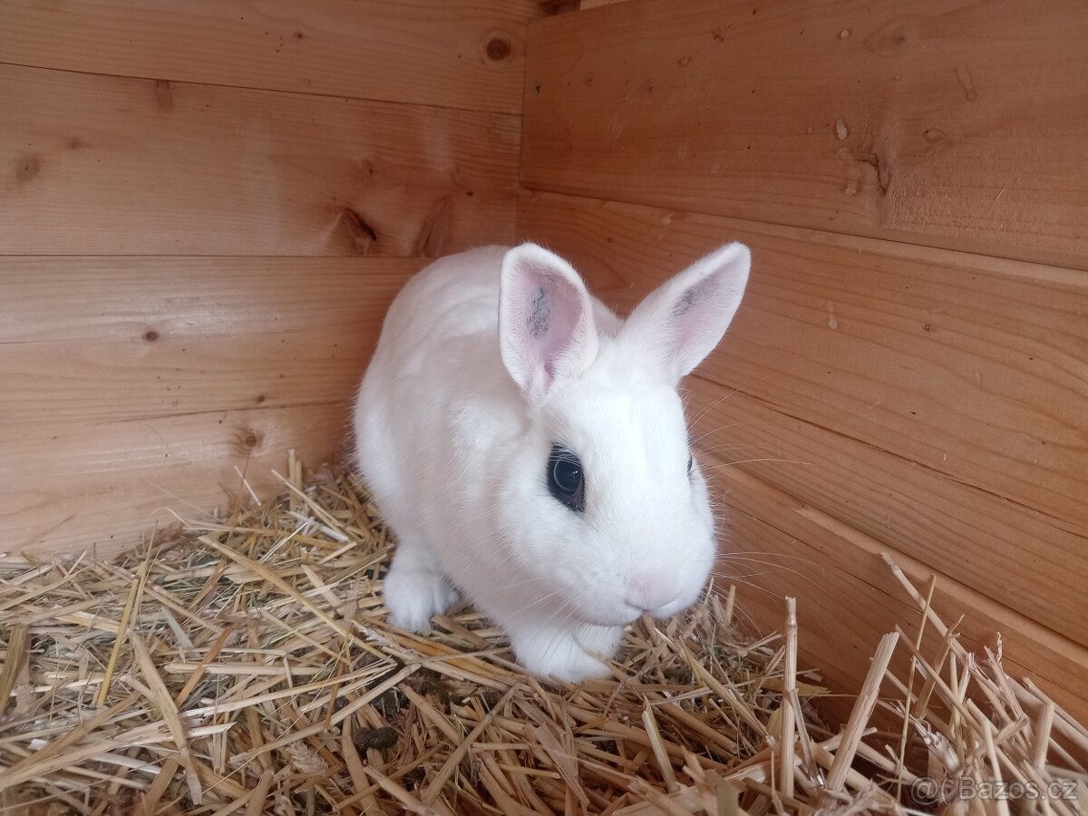 Zakrslý Hototský bílý s rodokmenem ČSCH - 3 úžasní kluci - 8