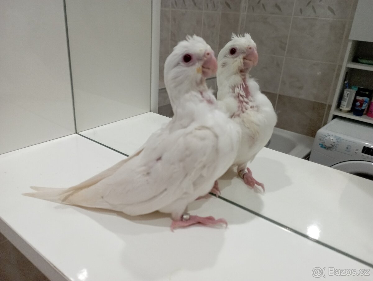 Korelky ručně dokrmené Brno - 8