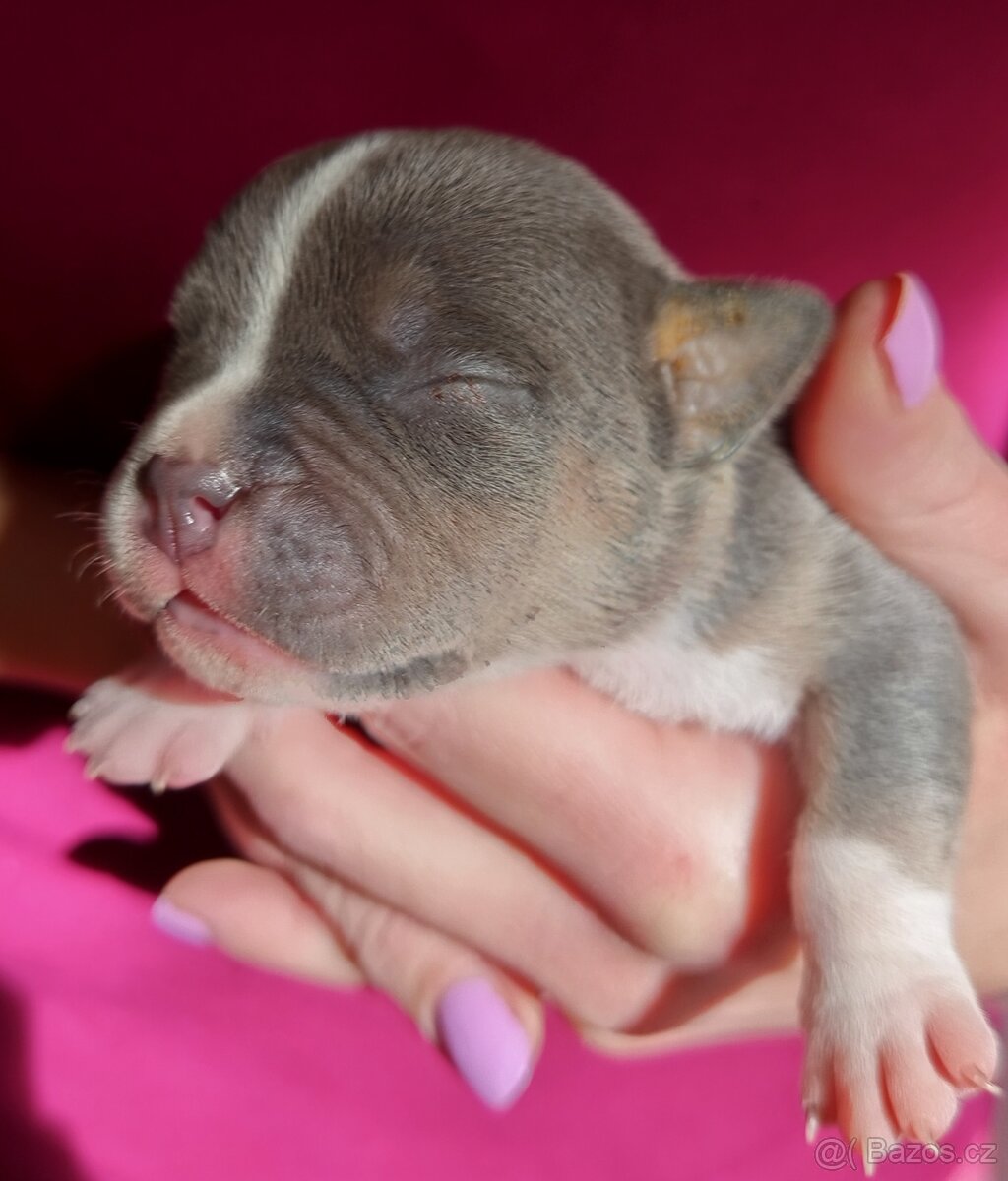 Štěňátka American bully pocket s PP - 8