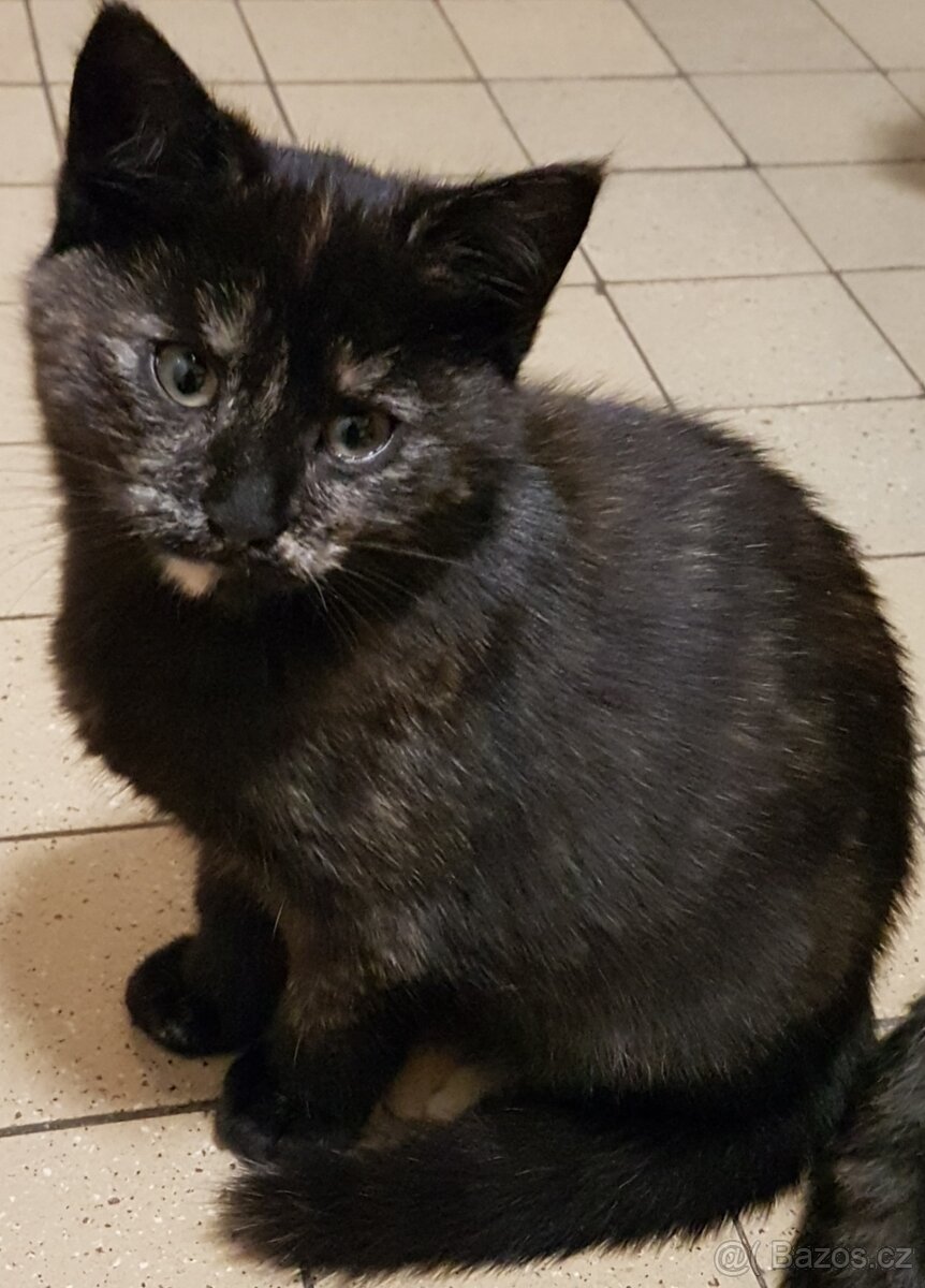 Darujeme koťátka - 8