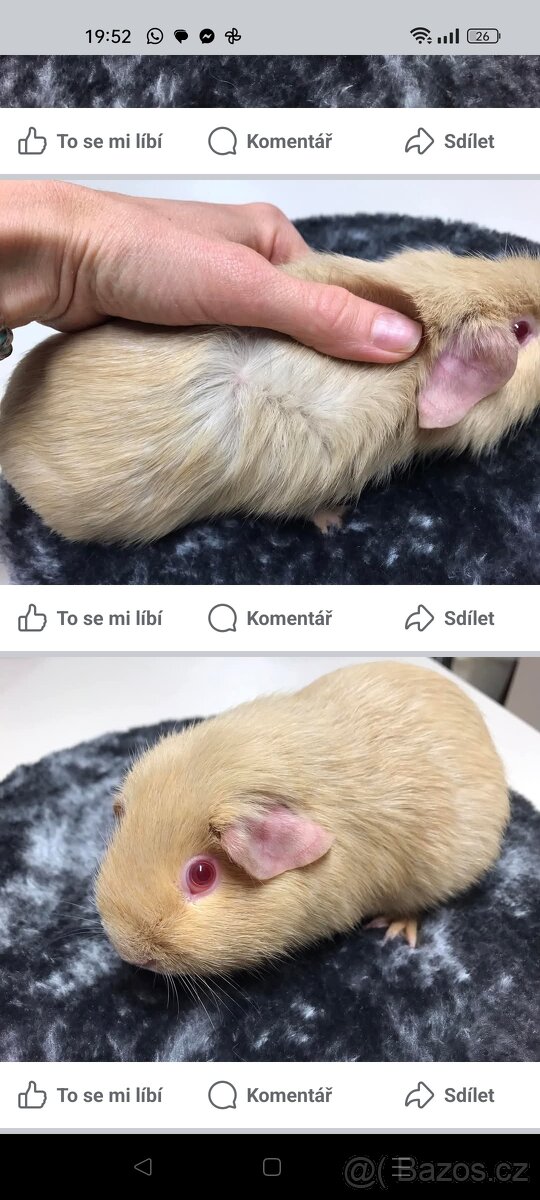 Nabídka morčátek z chovatelské stanice - 8