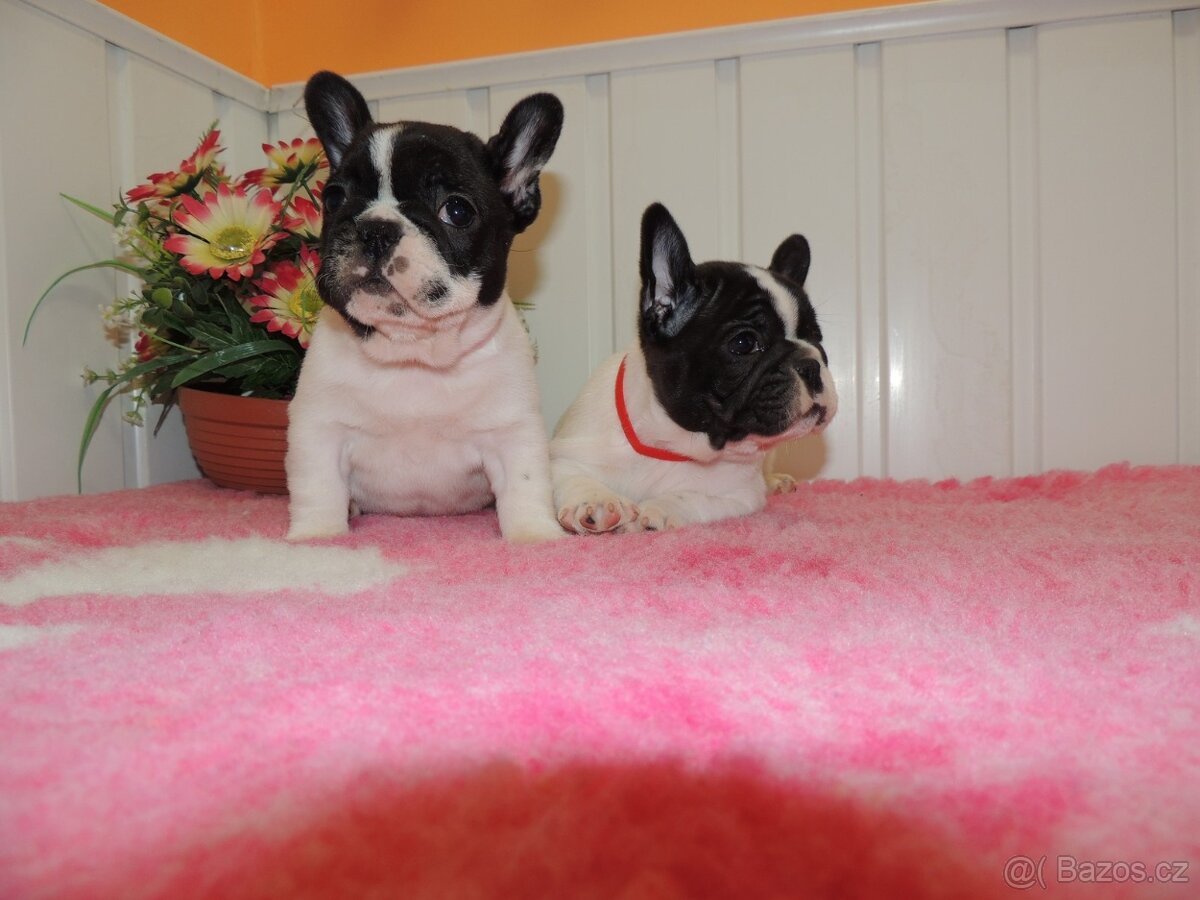 Francouzský buldoček s PP.FCI. - 8