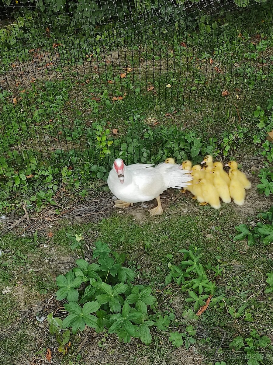 Kachna pižmová - 8