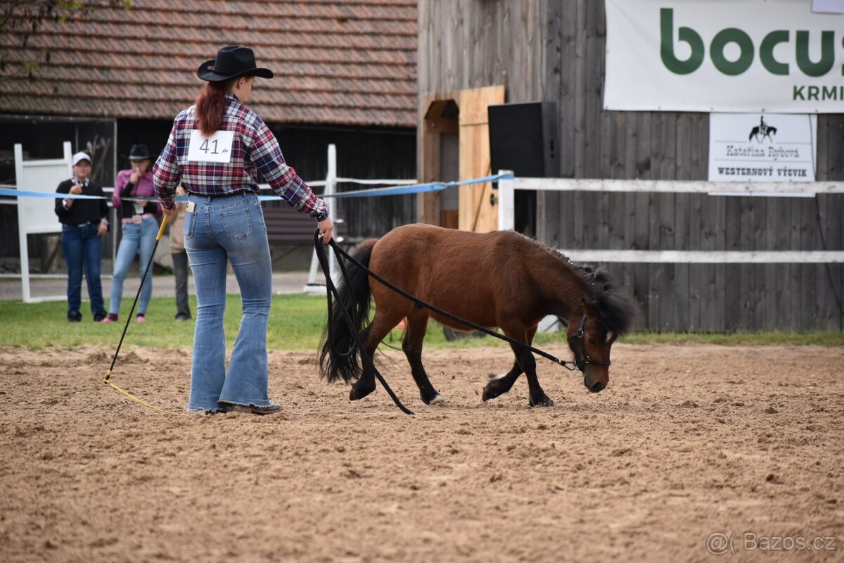 Pronájem shetland pony - 8