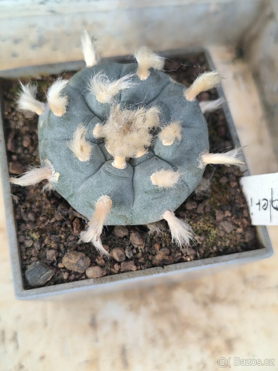 Kaktusy a sukulenty - 8