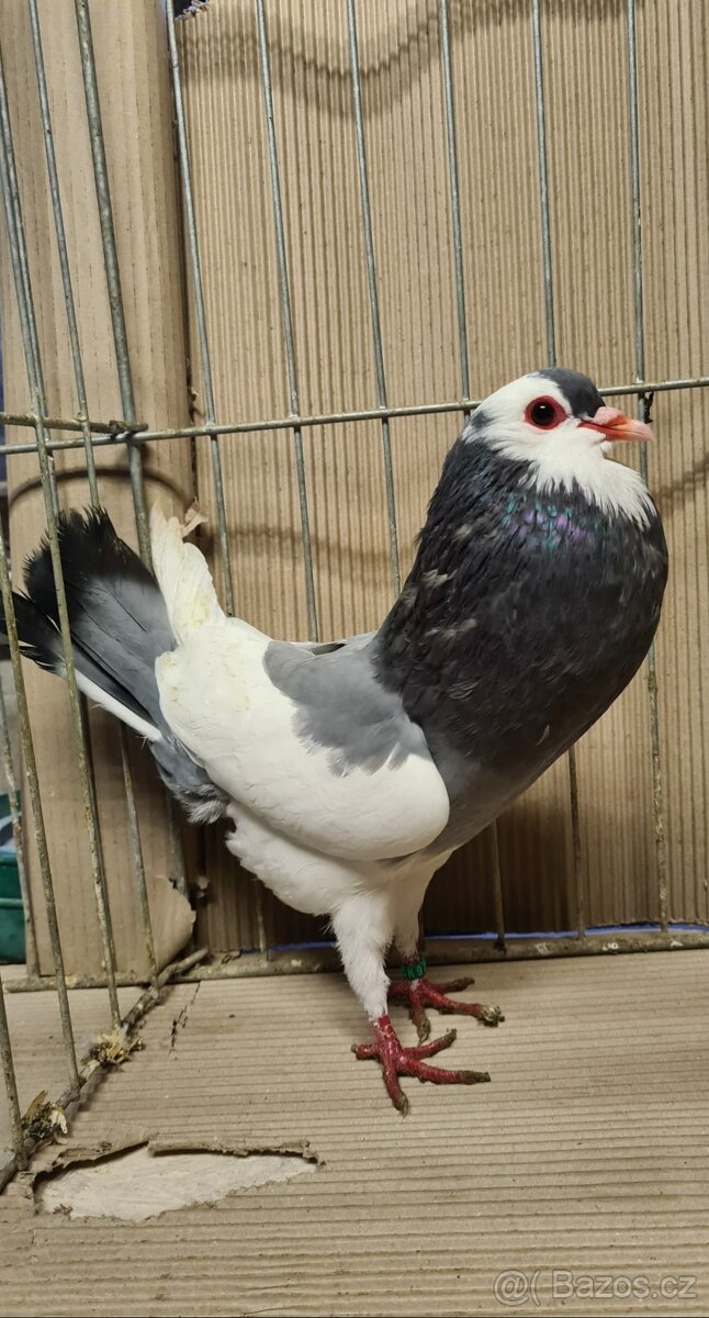 Český stavák modrý sedlatý - 8