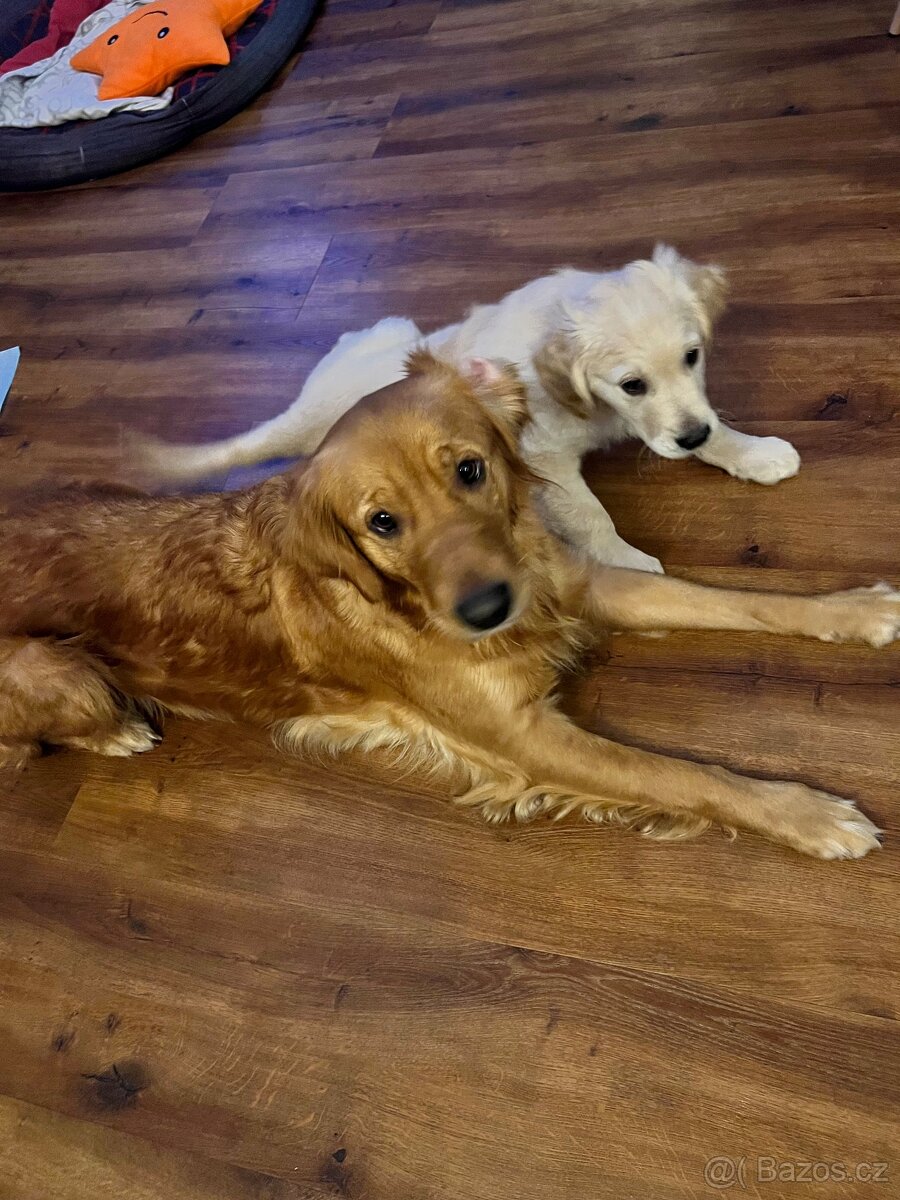 Kluk zlatého retrívra - 8