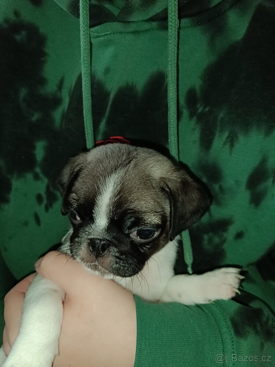 Prodám Mopsiky - 8