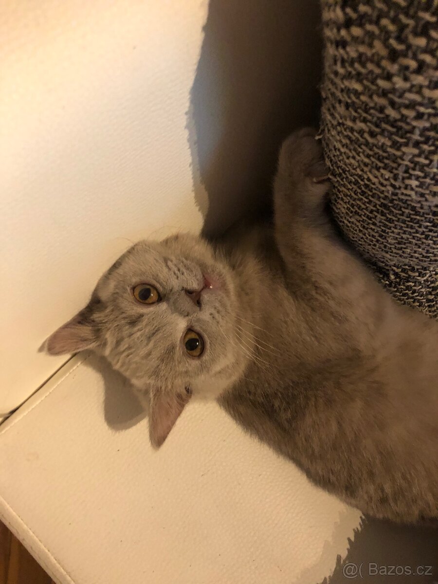 Britská kočička - 8