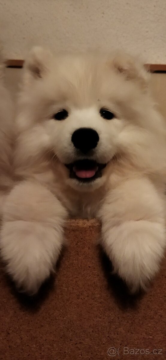 Samojed - štěně s PP - 8