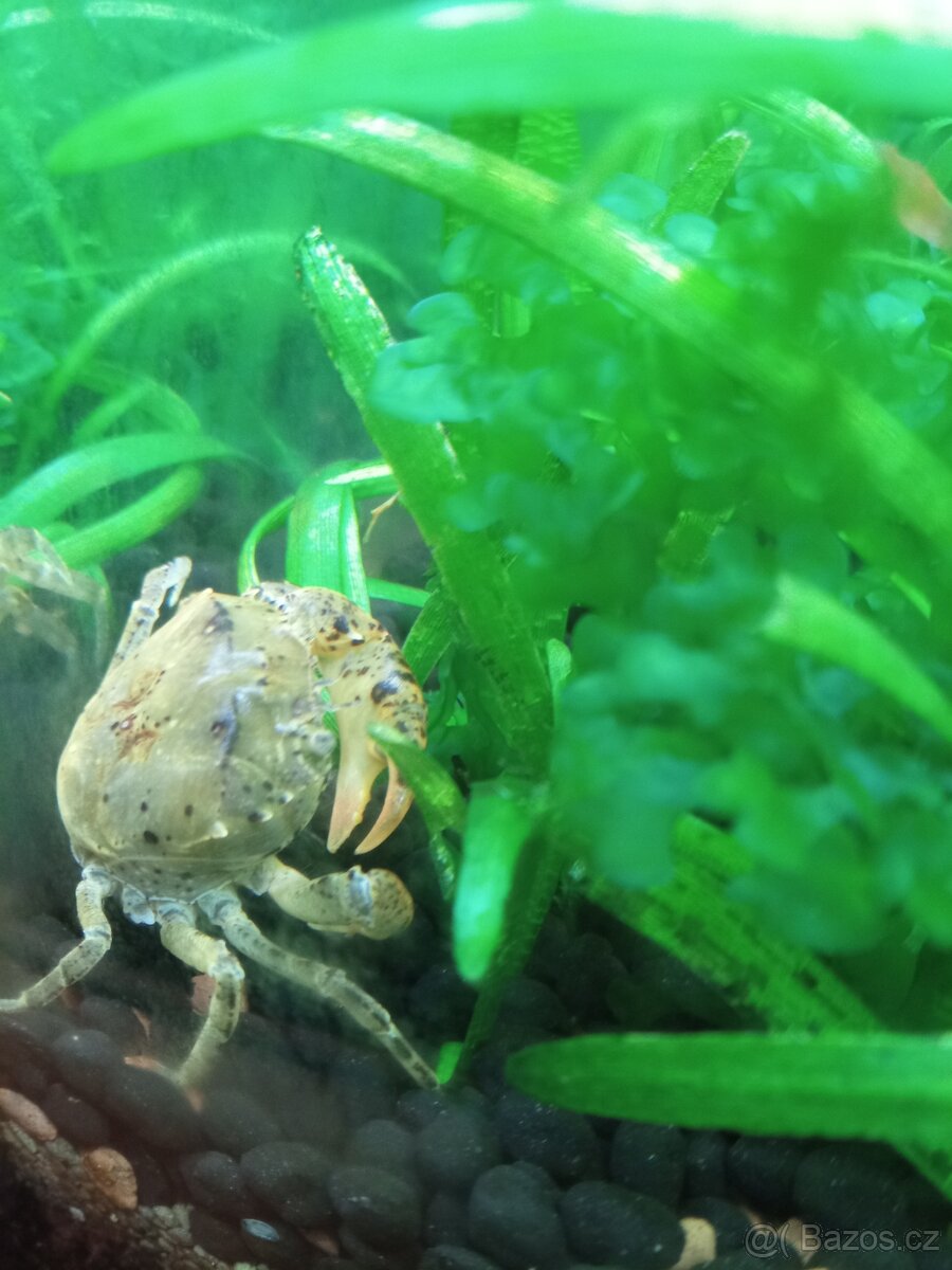 Krevety červené a krab Mekong - 8