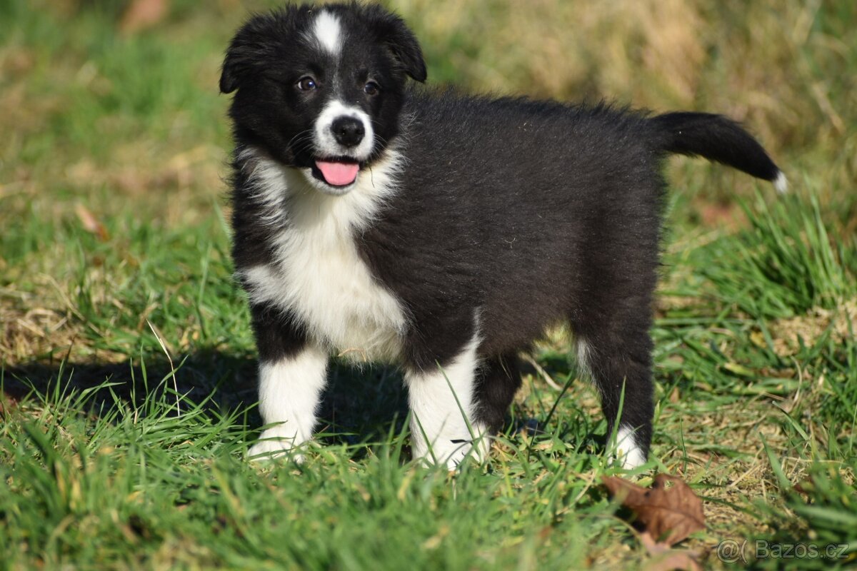 Border kolie s PP - 8