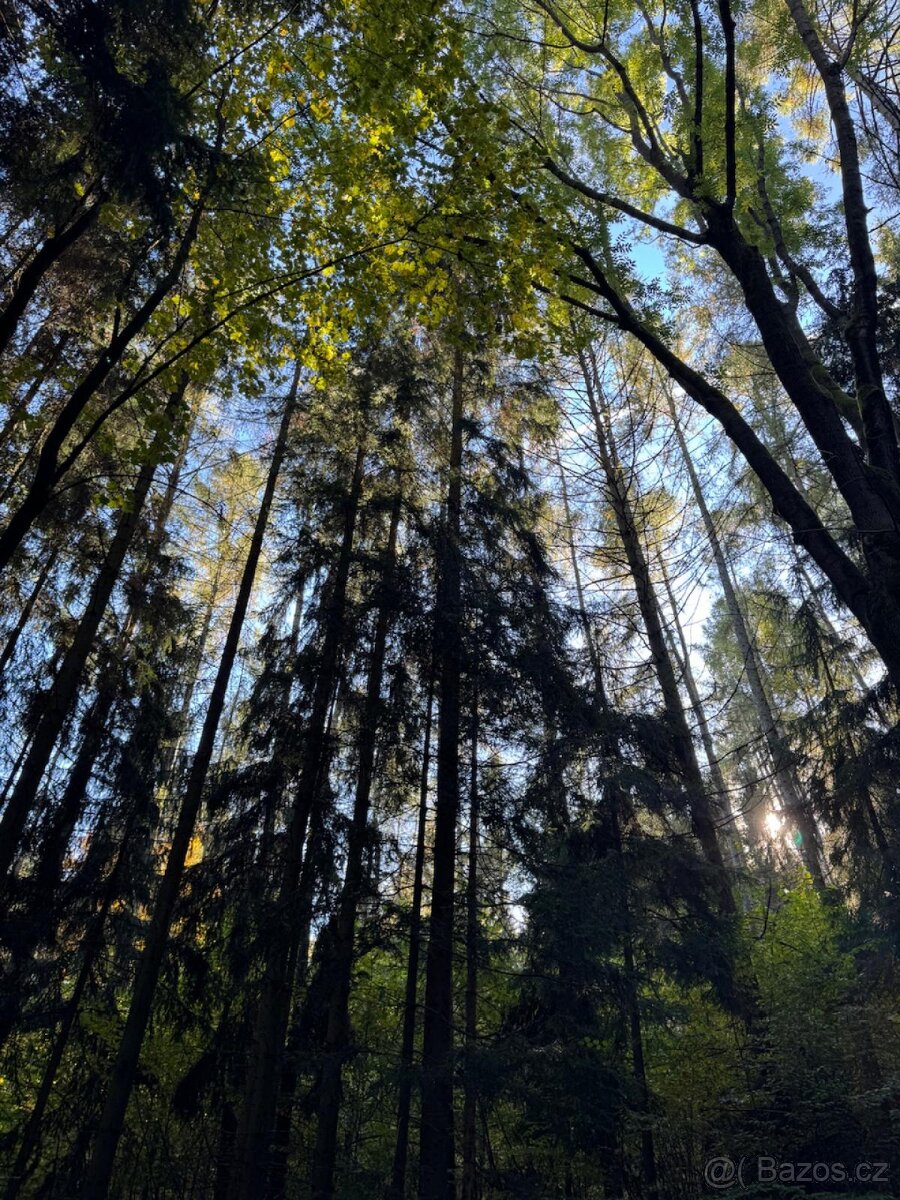 Prodej lesního pozemku v k.ú. Hostice - 8