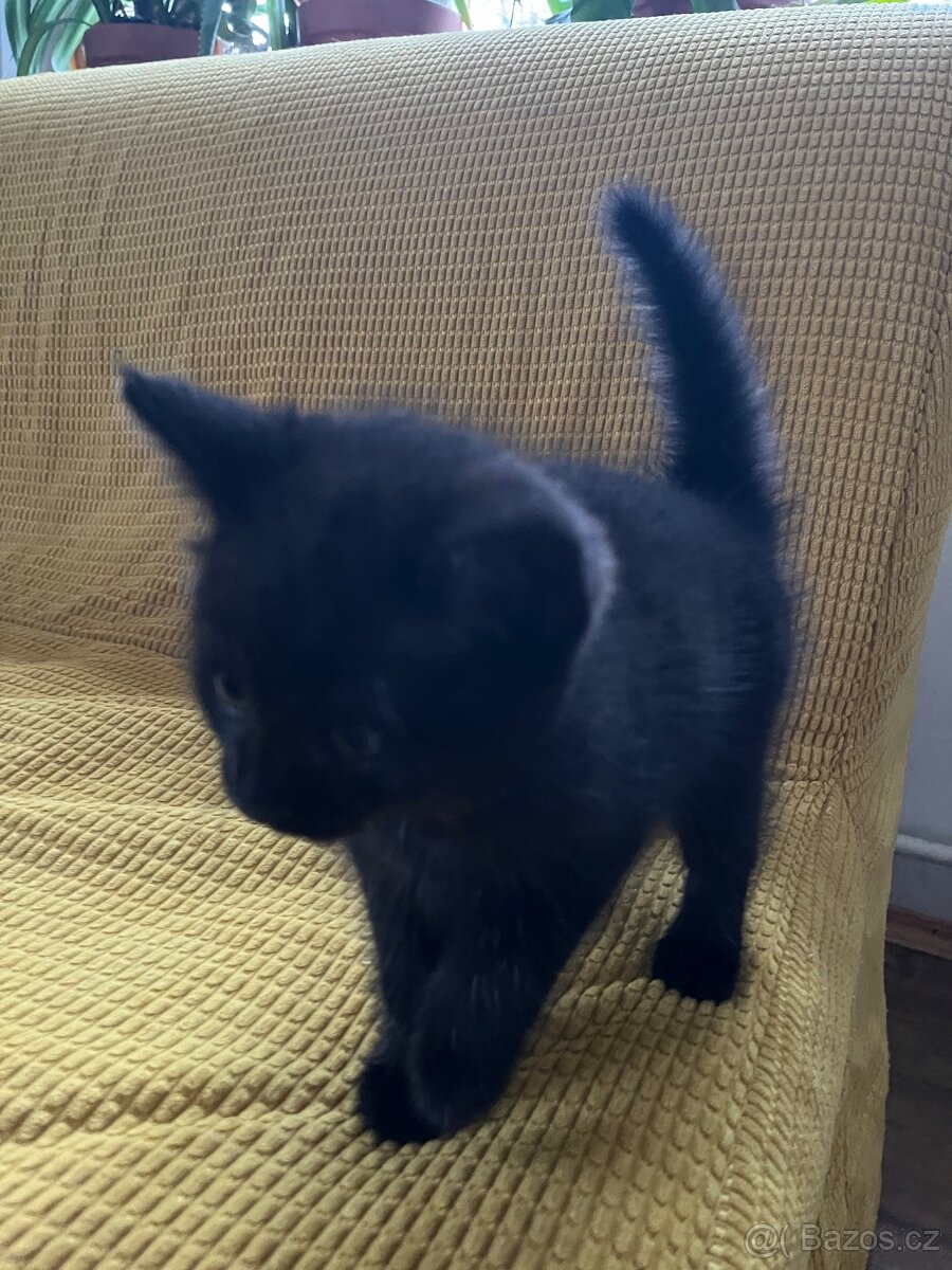 Poloperske kotatko černé - 8