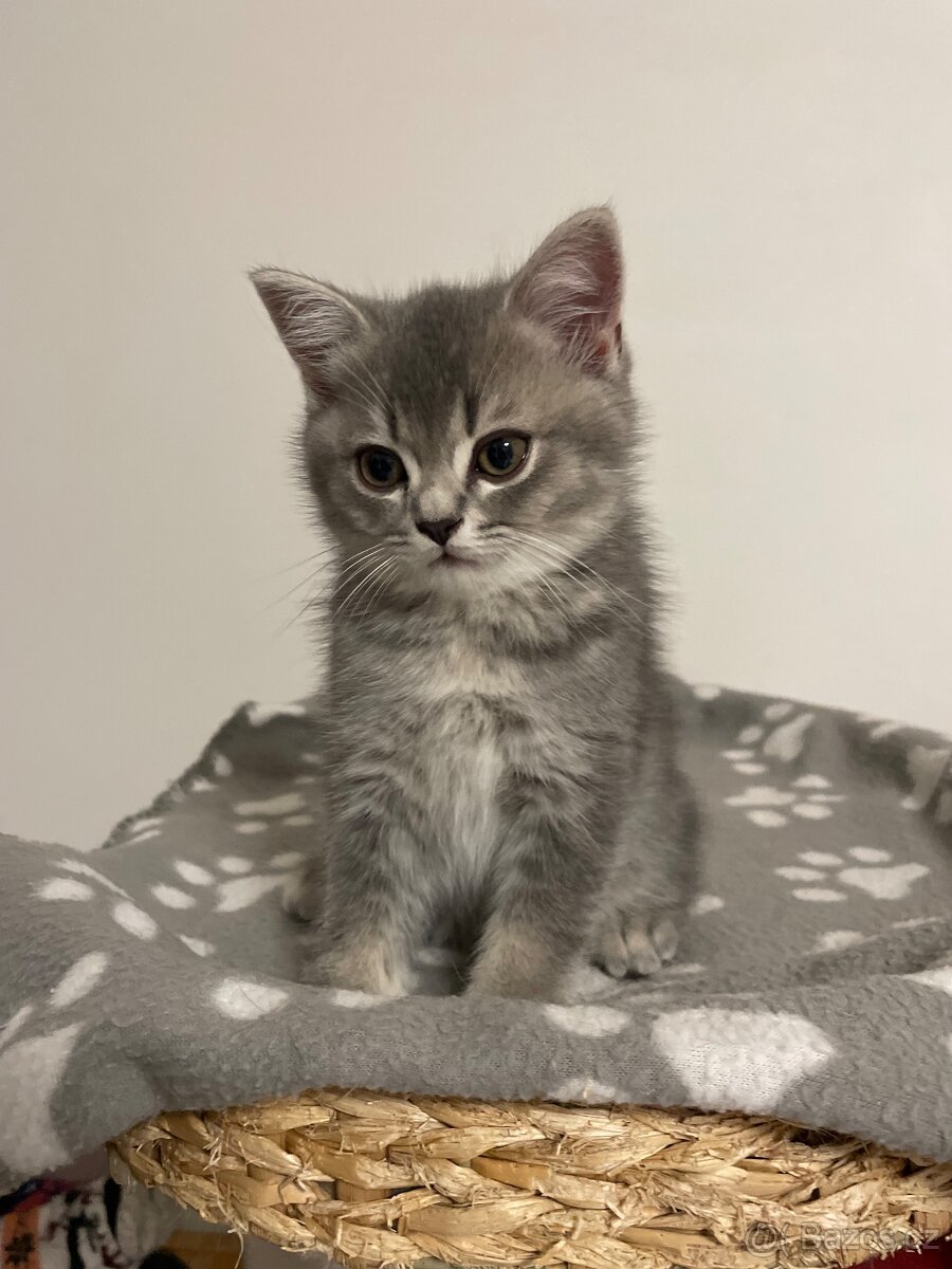 koťátko bez PP (kocourek tmavý) - 8