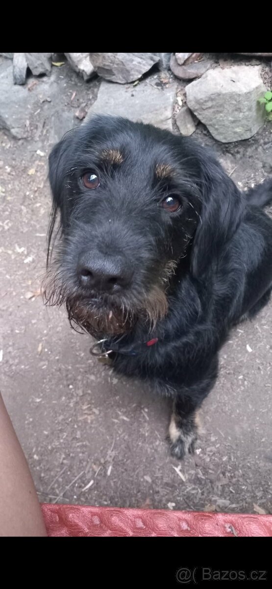 Štěňata křížence - 8