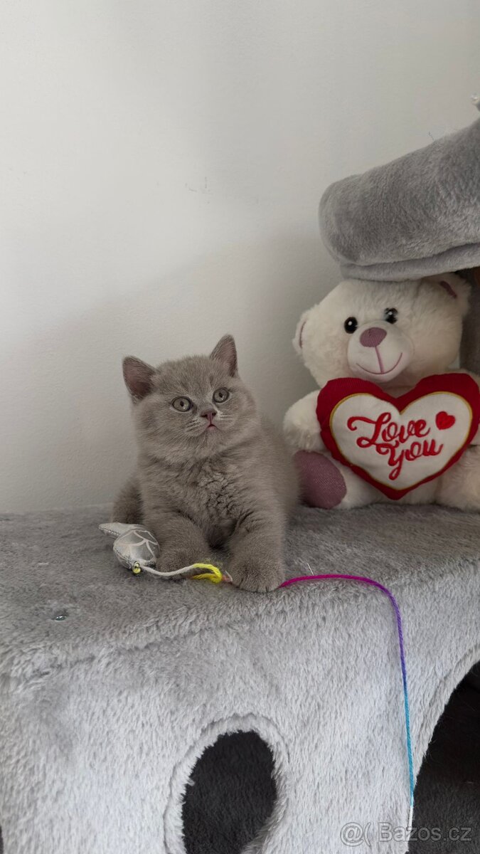 Britský kocourek ke krytí - 8