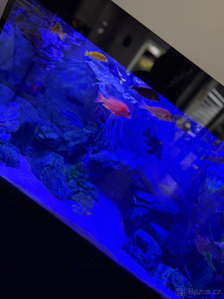 Luxusní vybavené akvárium + ryby - 8