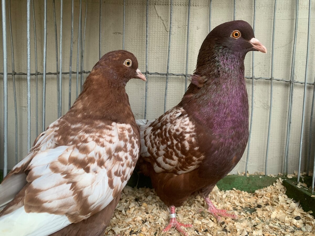 Polsky rys cerveny šupinatý - 8