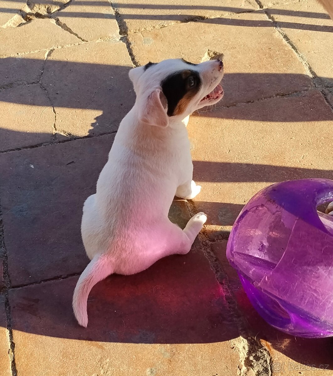 Jack Russell teriér - 8