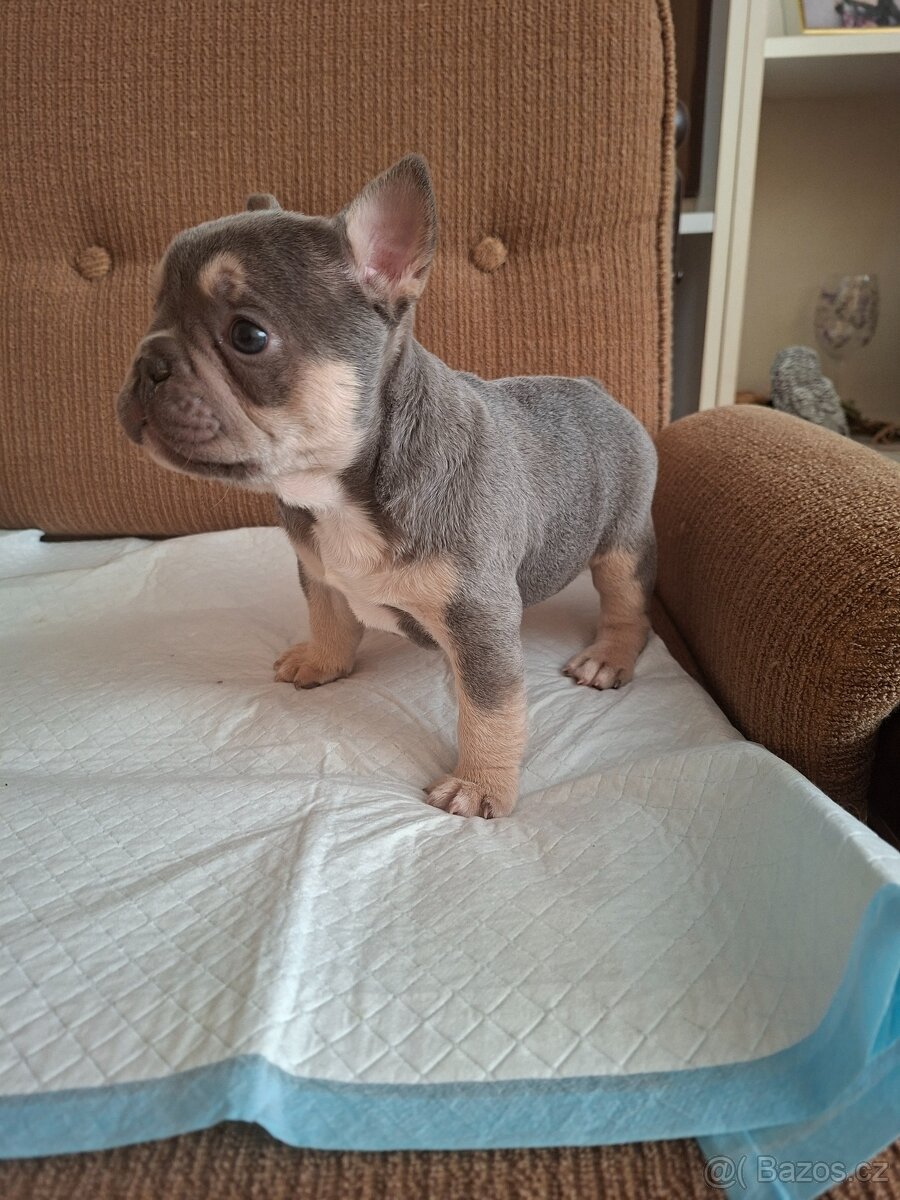 Francozský buldoček lilac - 8