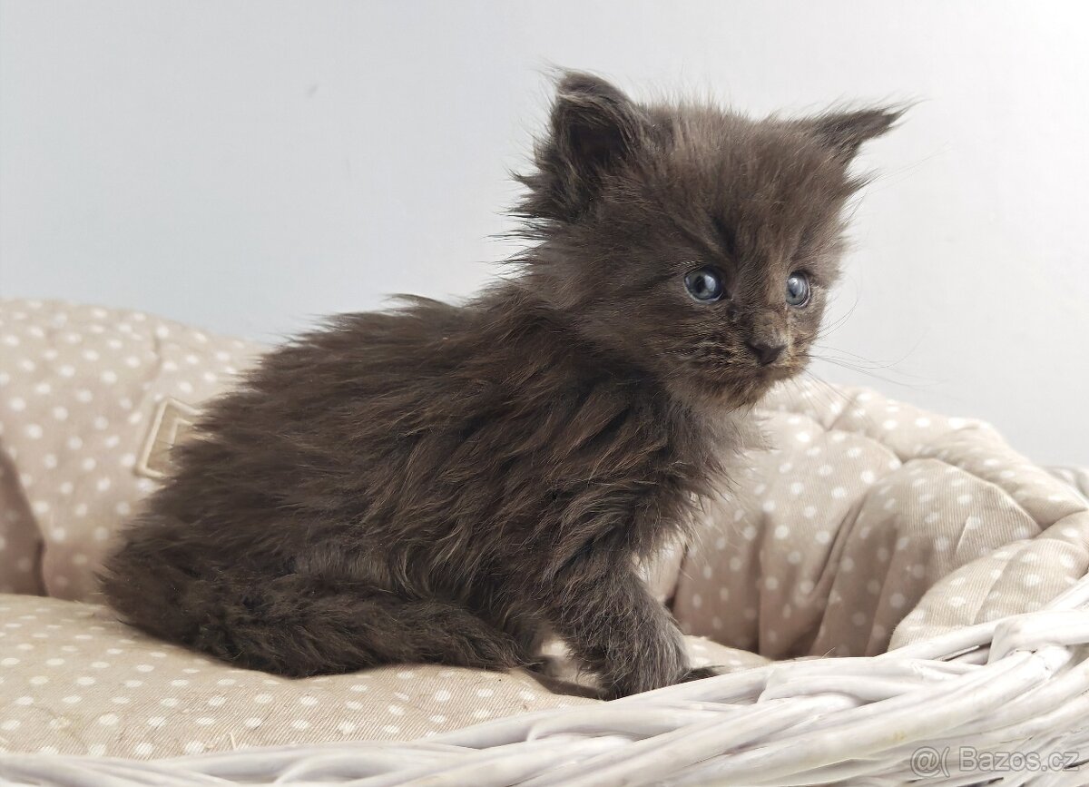 Mainská mývalí koťátka s PP - 8