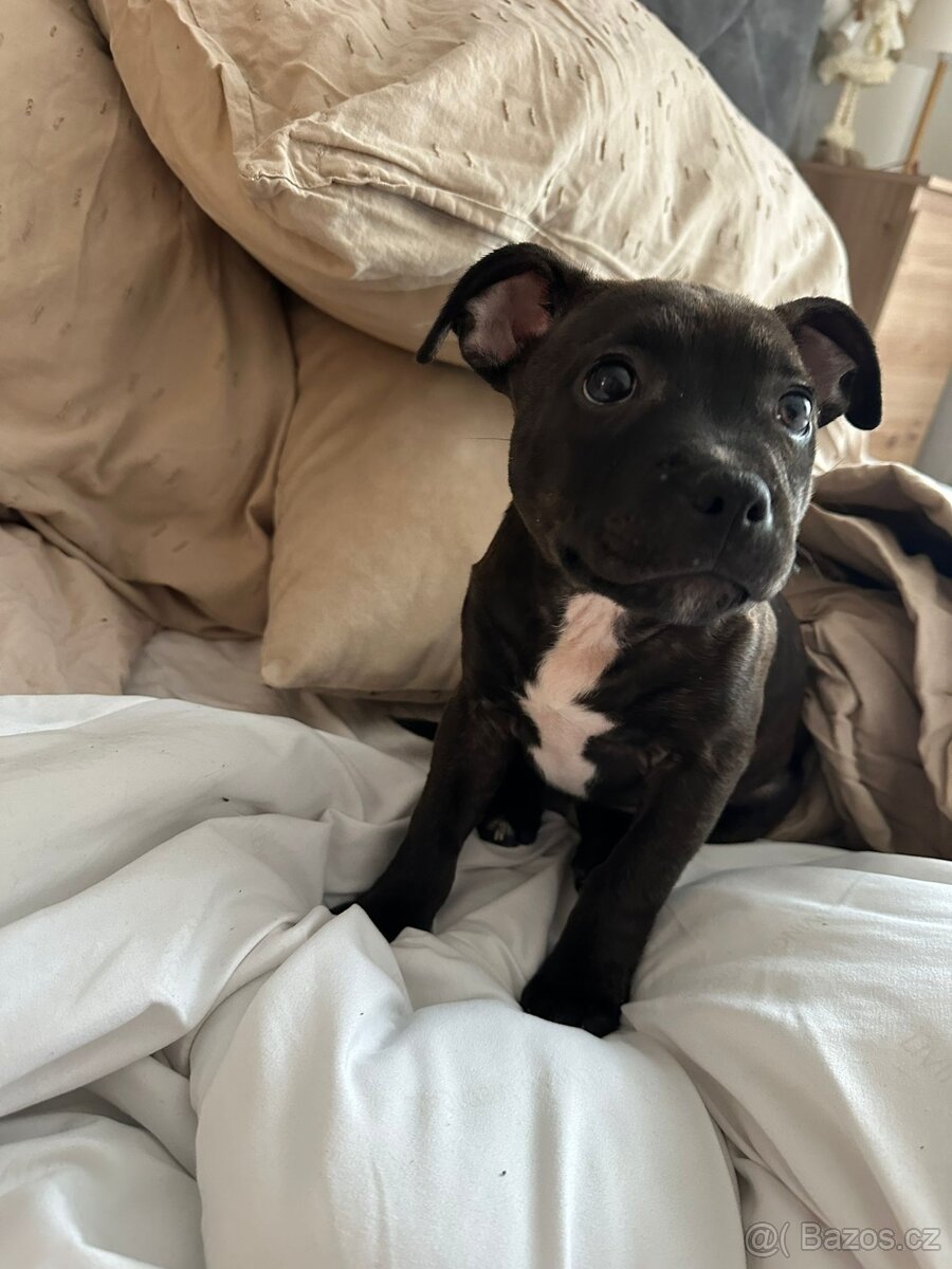 Stafordšírský bulteriér - 8