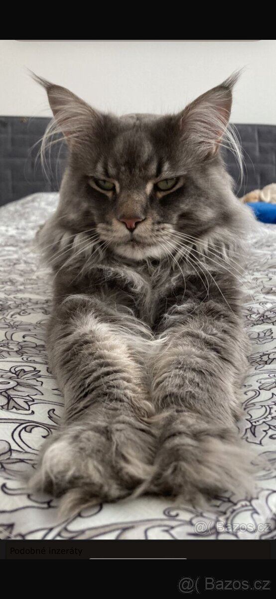 Mainská mývalí koťátka bez PP - 8