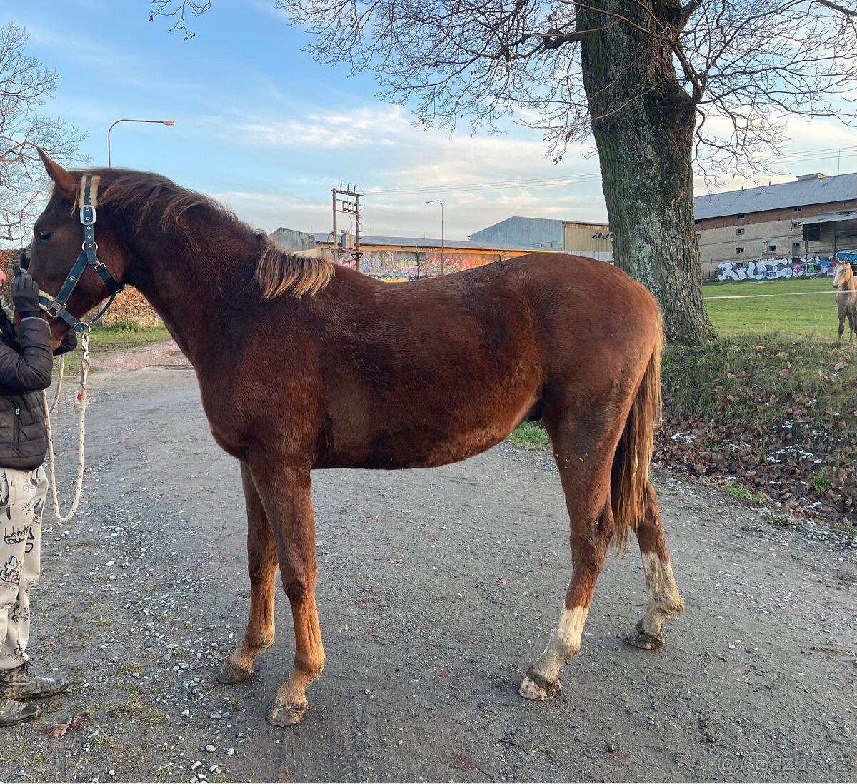 Hřebec po Heartbreak ZH - 8