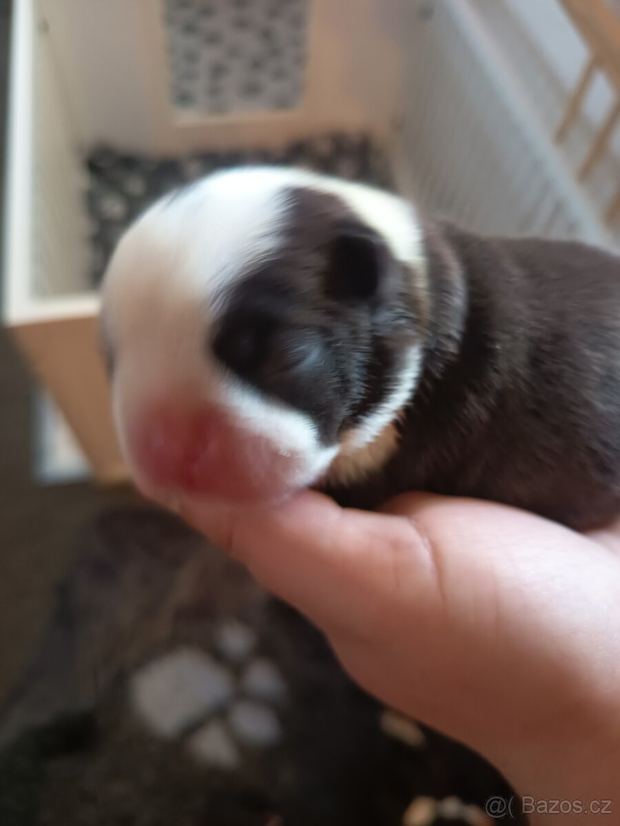 Bostonský teriér Silber El Kladruby - 8