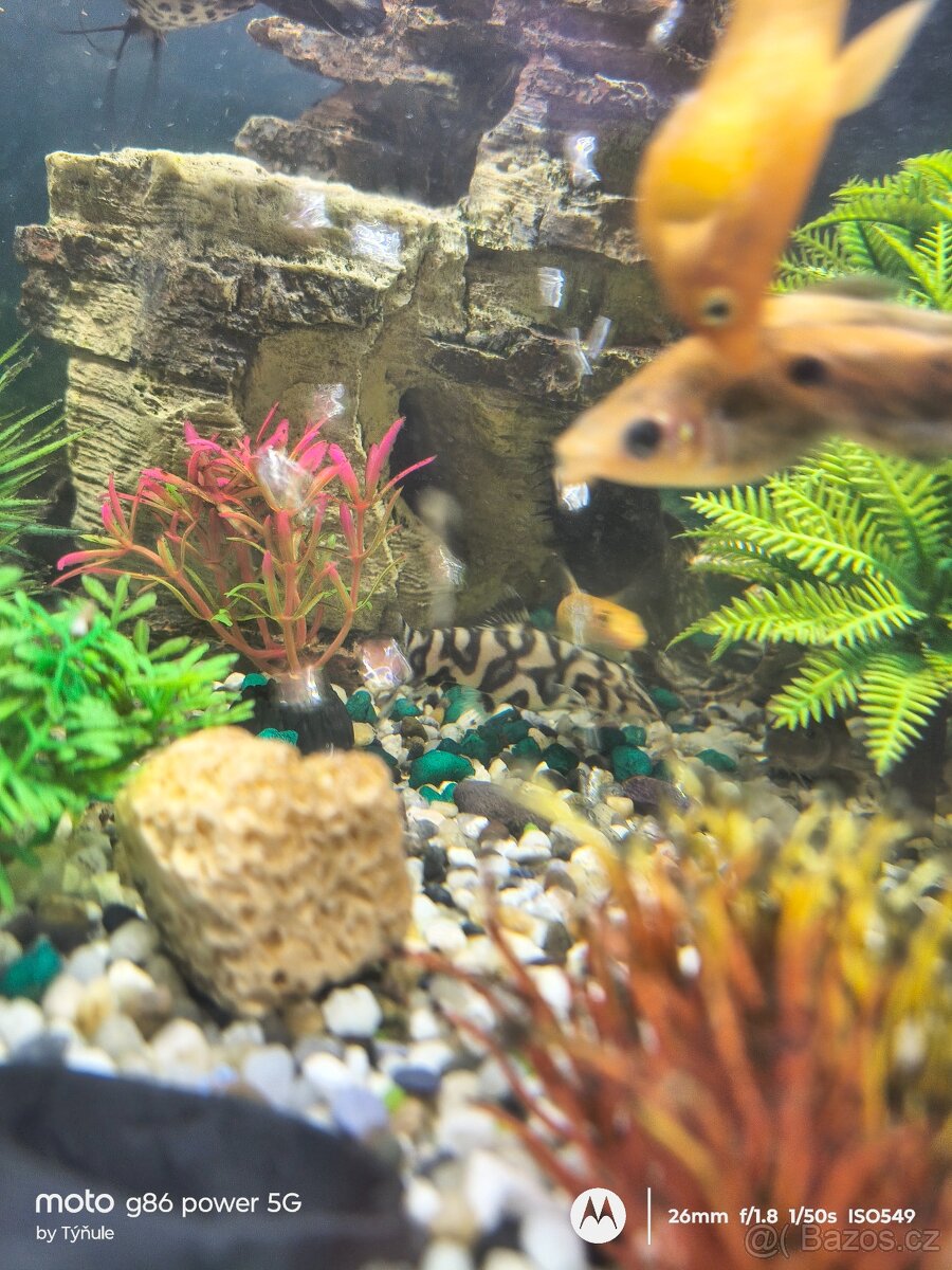 Akvárium i s rybkami - 8