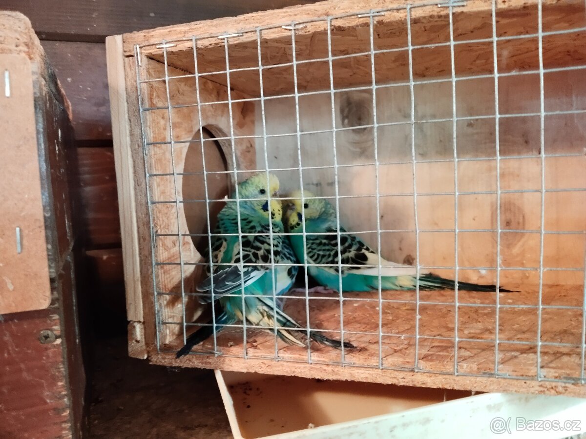 Andulka vlnkovaná - 8