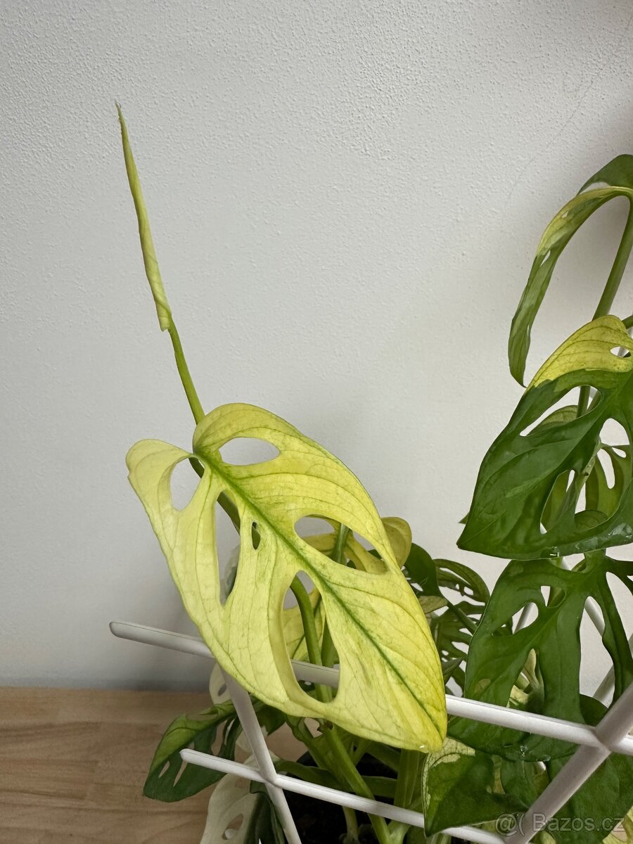 Monstera Adansonii Japanese Tricolor - 8