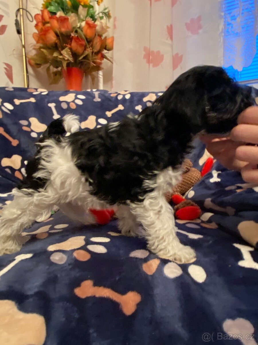 Knírač malý barevný - 8