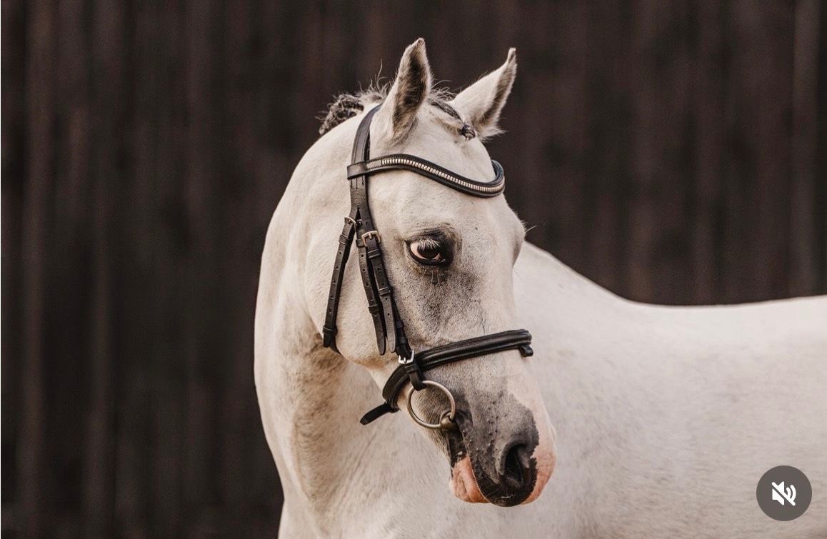 Nádherný pony valach - 8