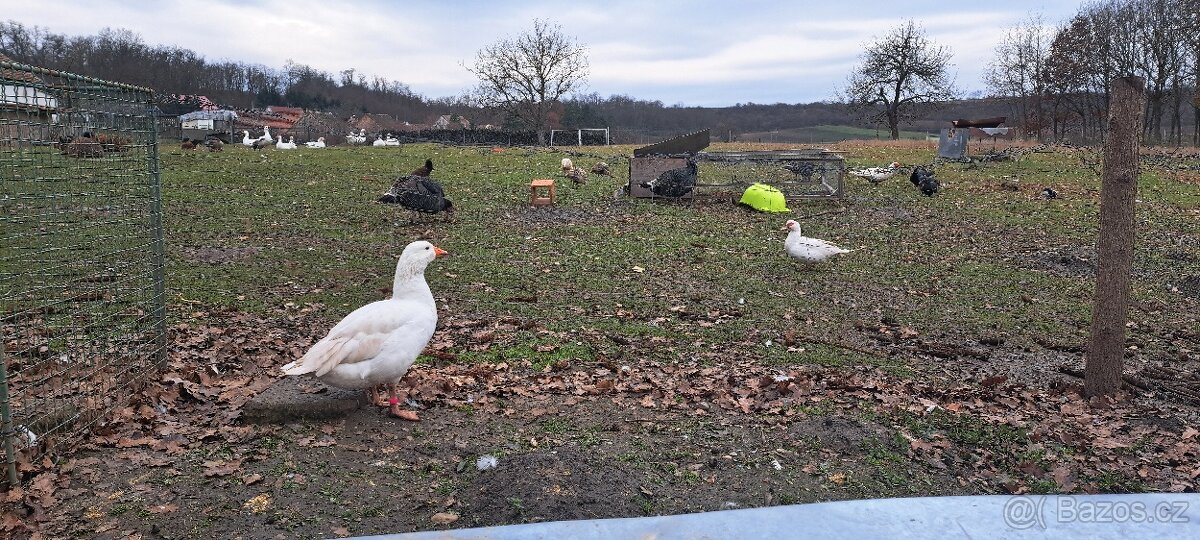 Husa Česká, kachna pižmová - 8