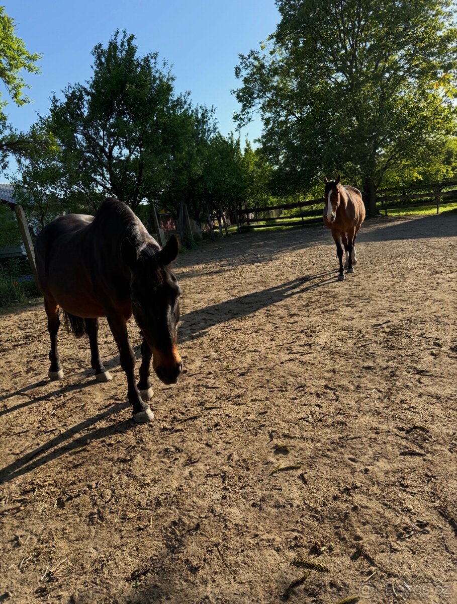 A 1/1 a český teplokrevník - 8