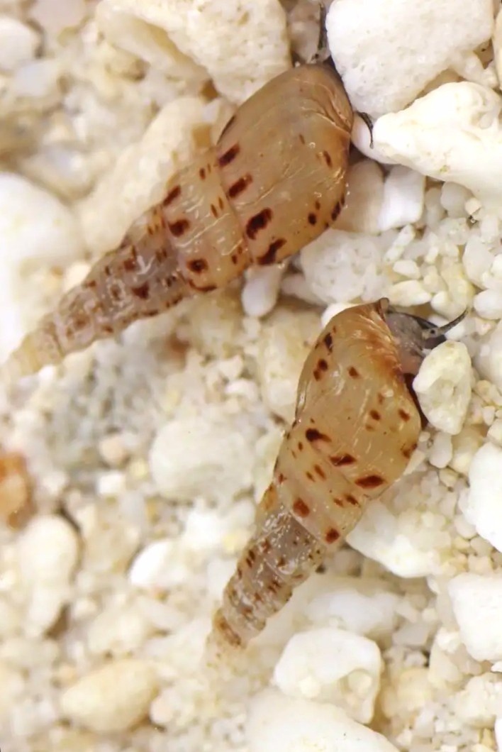 Piskořka vežovitá, akvarijní šnek (Melanoides tuberculata) - 8