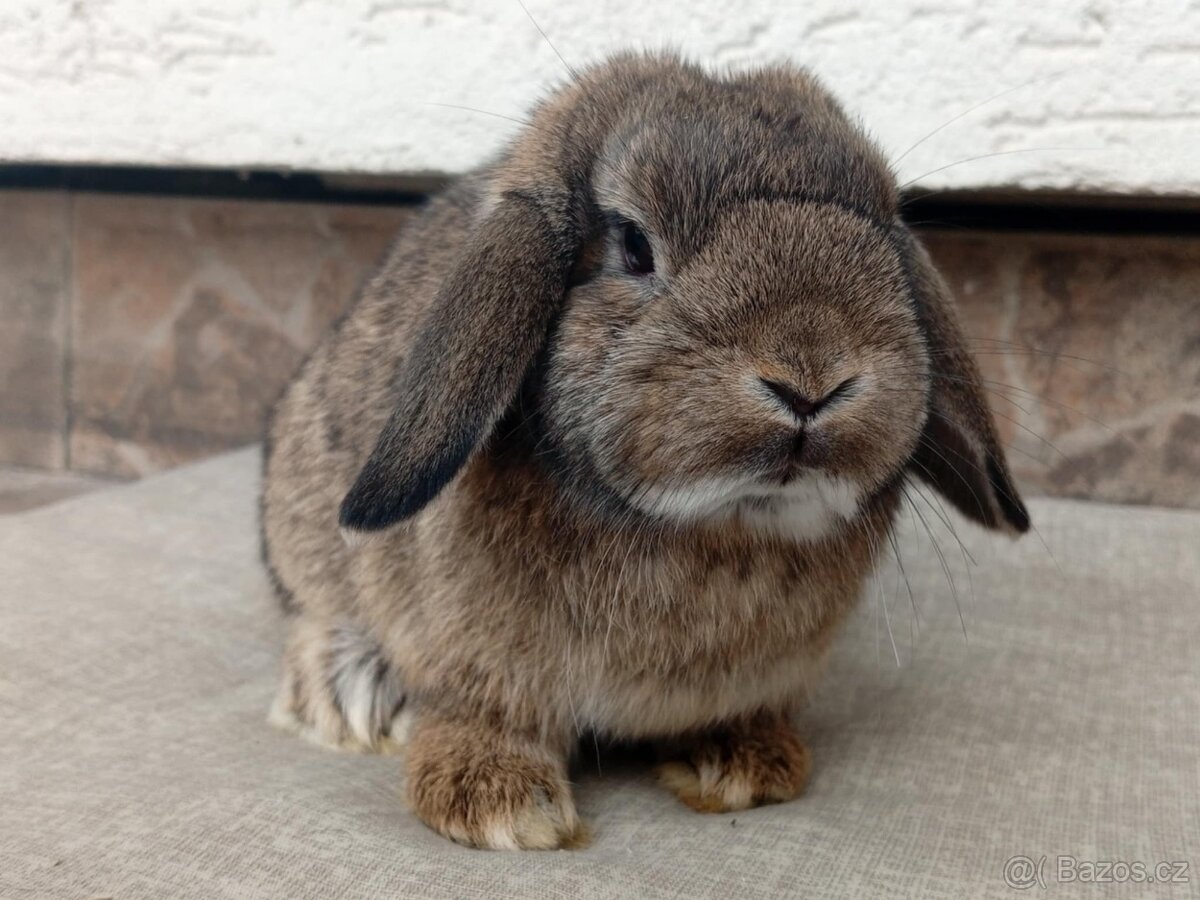 Samička Zakrslý Beránek MiniLop ❤️ - 8
