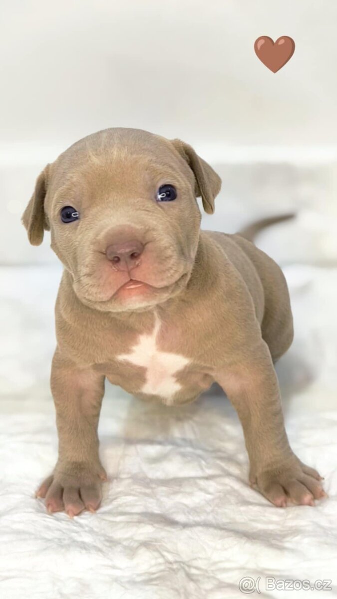 American Bully XL (reg. ABKC) Modrá a Šampaň štěňátka - 8